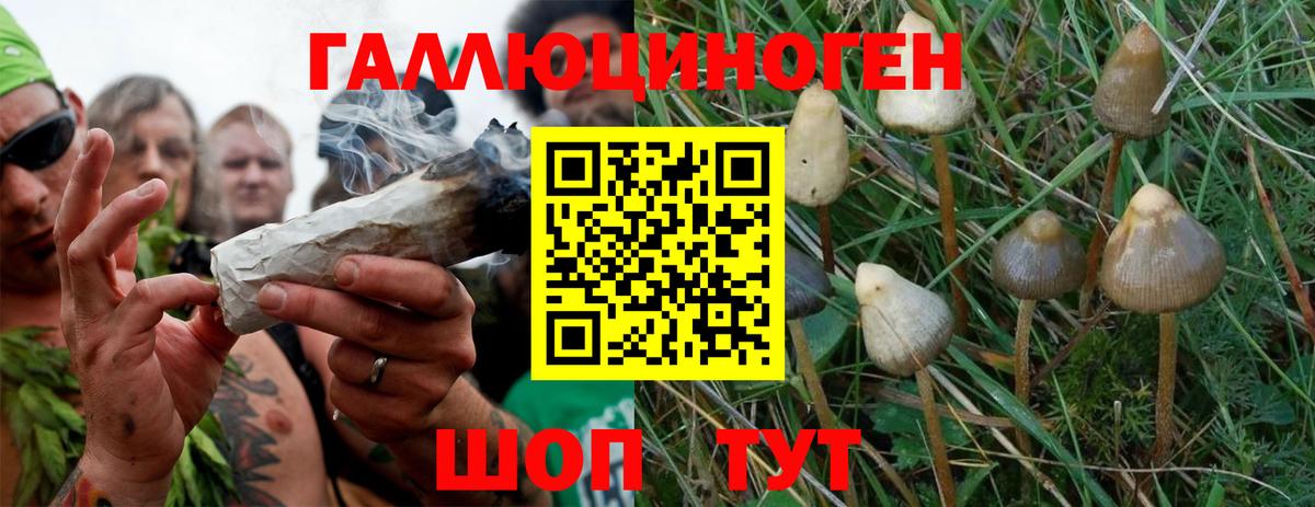 Йошкар-Ола  Галлюциногенные грибы Cubensis  Вход с VPN 